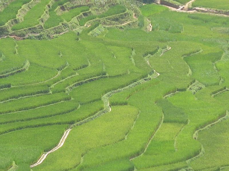 雲南省雲縣愛華鎮長坡嶺村梯田