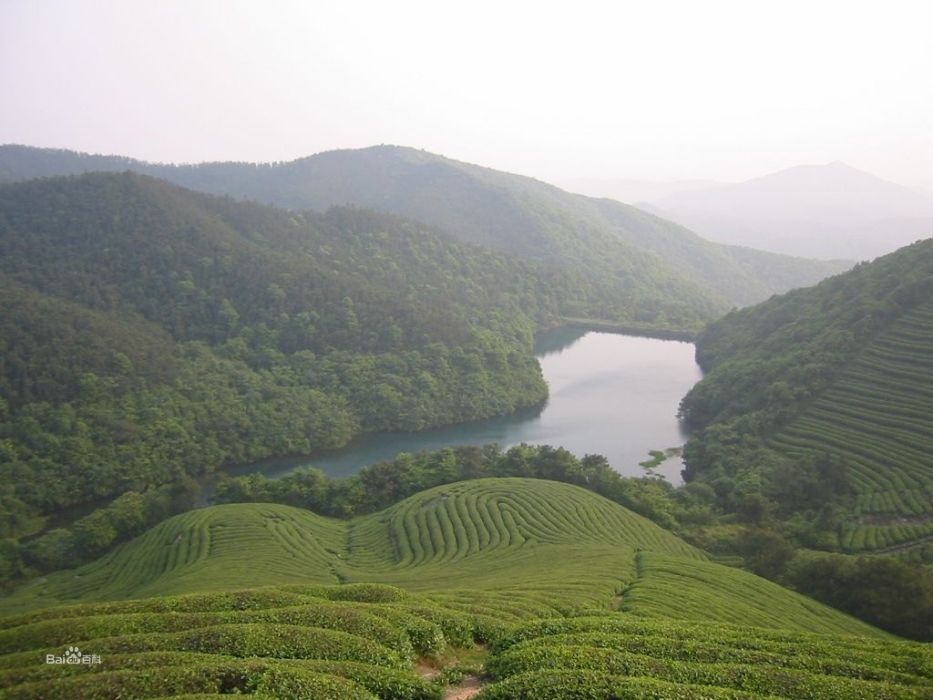 福泉山茶場