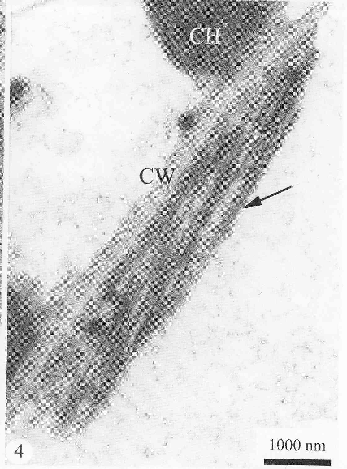 蠶豆萎蔫病毒2號