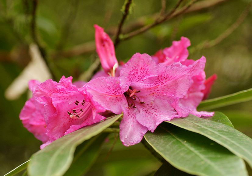 林芝杜鵑（變種）