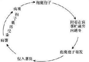 甘薯軟腐病病害循環