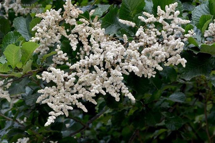 瀘水泡花樹