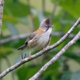 黃頸鳳鶥