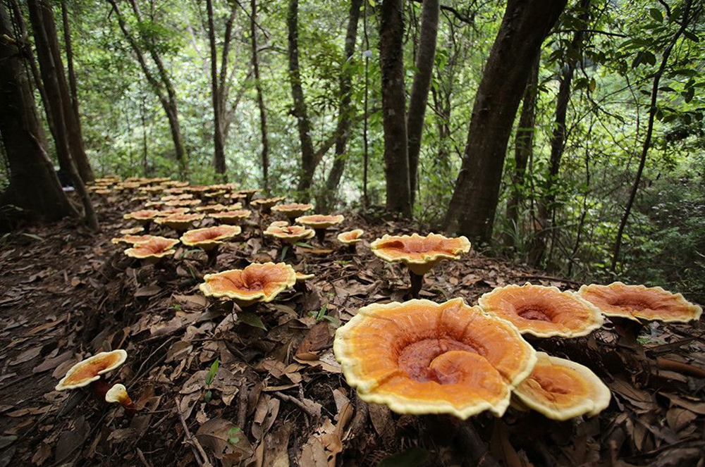 龍泉靈芝