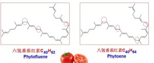 多氫番茄紅素