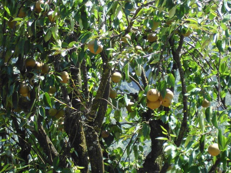 穀米村水果種植業