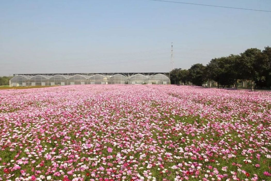 無錫粉色生態農業園