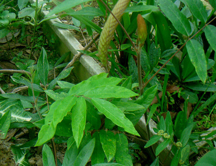 秦草(植物)