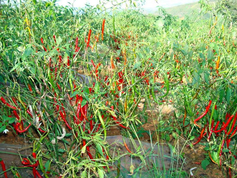 祭龍村種植業