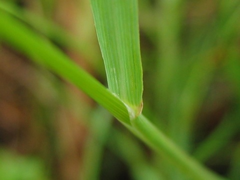 疏穗鹼茅