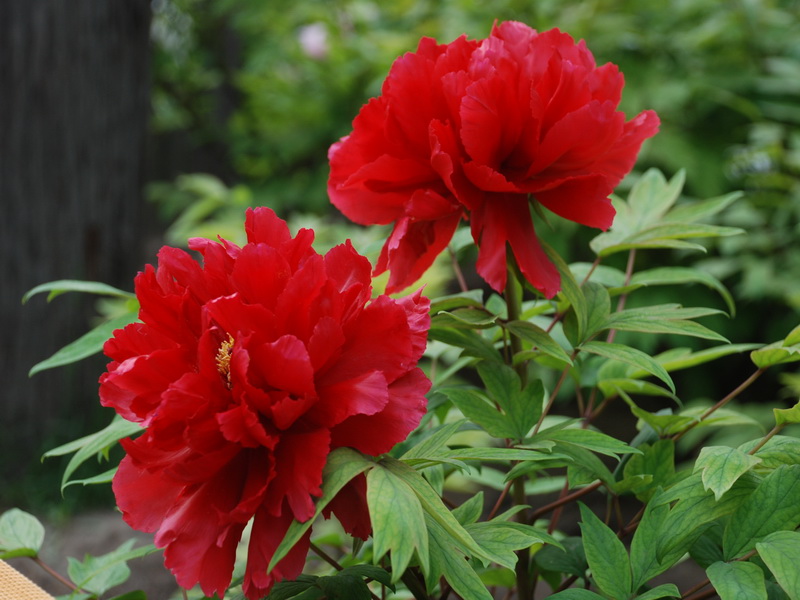 紅牡丹(薔薇屬月季栽培品種)