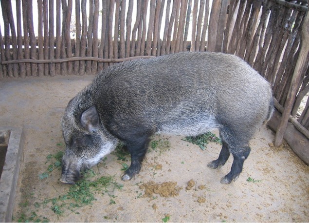 Boar