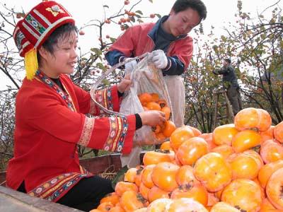 恭城月柿鮮果