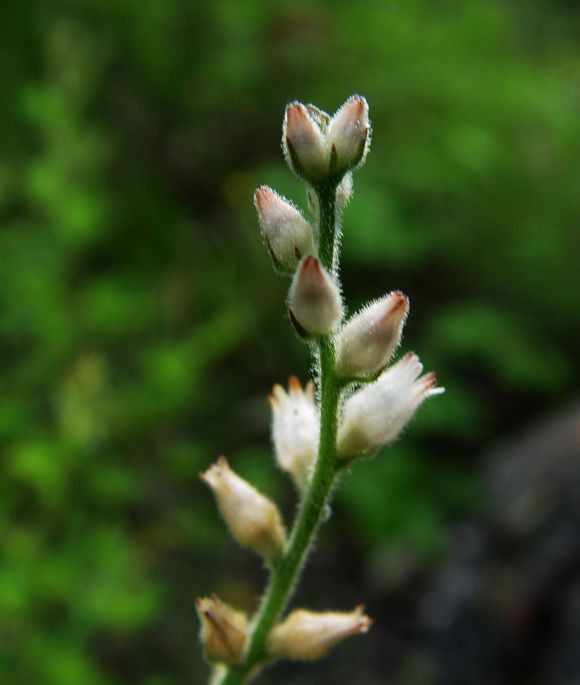 大花粉條兒菜