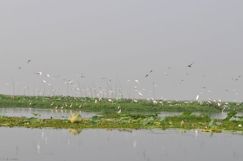 龍感湖鳥類