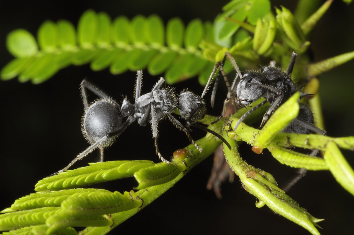 多刺蟻（Polyrhachis）