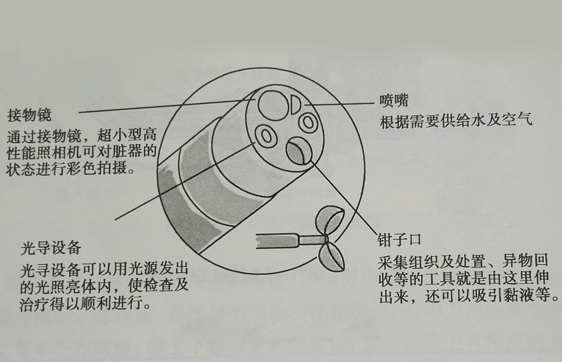 纖維內窺鏡先端硬質部結構