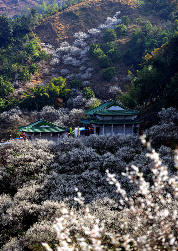 陸河萬畝梅園