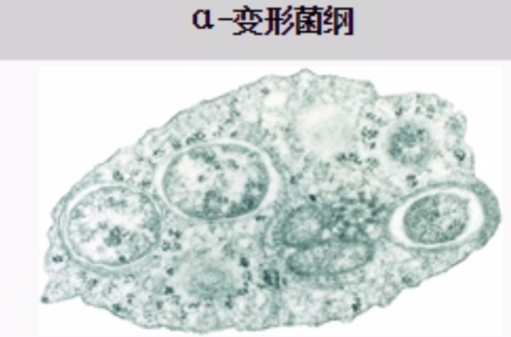 α-變形菌