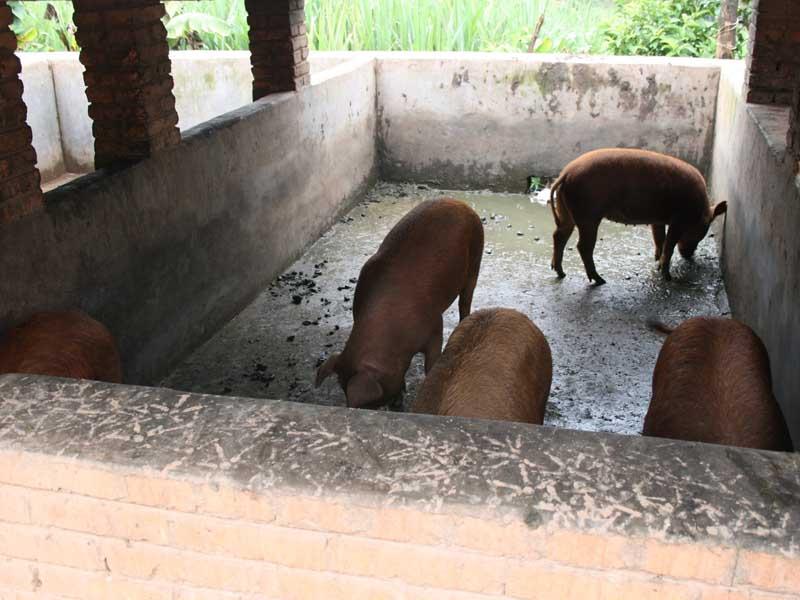 景東寨村畜牧業-養豬