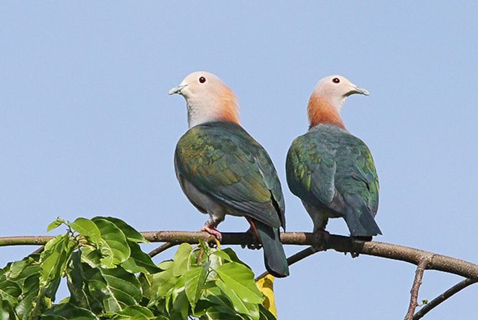 綠皇鳩尼亞斯亞種