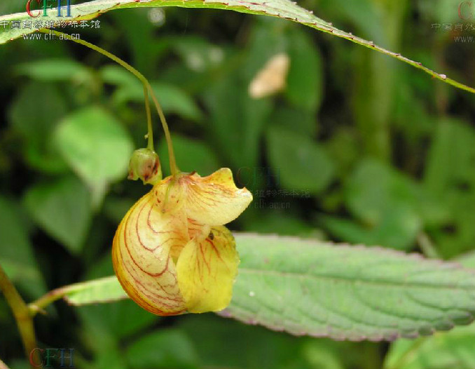 黃麻葉鳳仙花