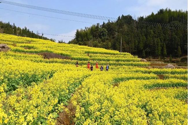 大坪油菜花