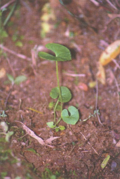 白花蚶殼草