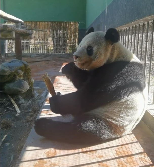 大熊貓偉偉