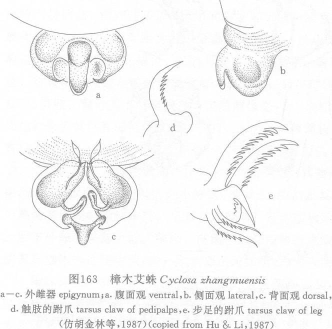 樟木艾蛛