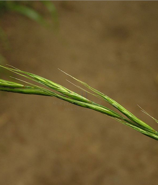 毛葉毛盤草