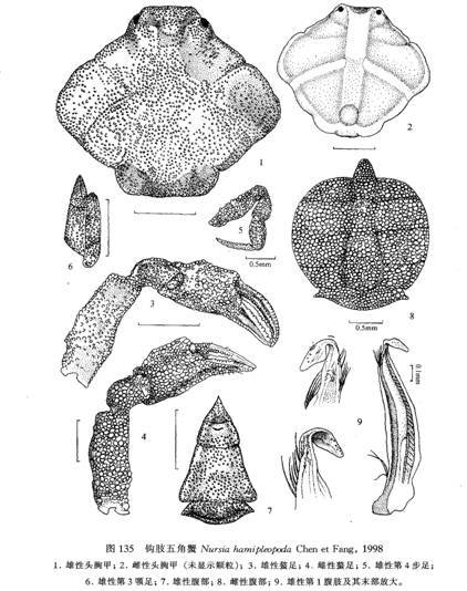 鉤肢五角蟹