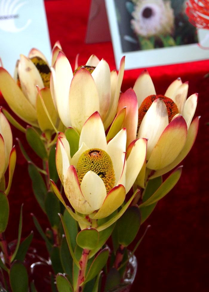 Leucadendron discolor &#39;Pom-Pom’