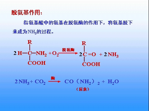 氧化脫氨基作用