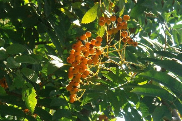 花楸樹嶗山家系15號