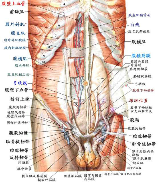 弓狀線