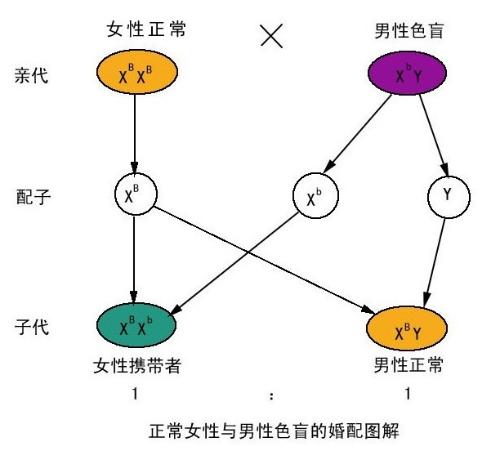 隔代遺傳