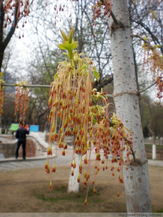 華山梣