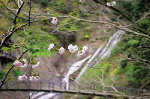 花開時候的袋田瀑布