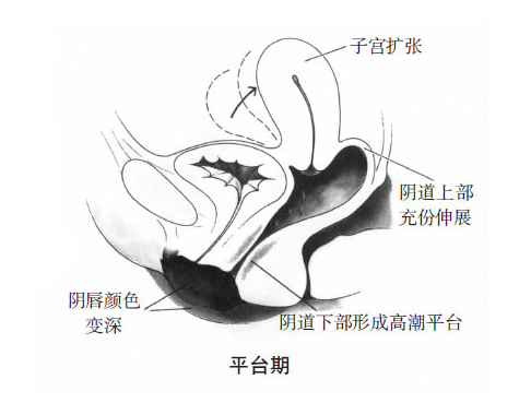 女性性反應周期