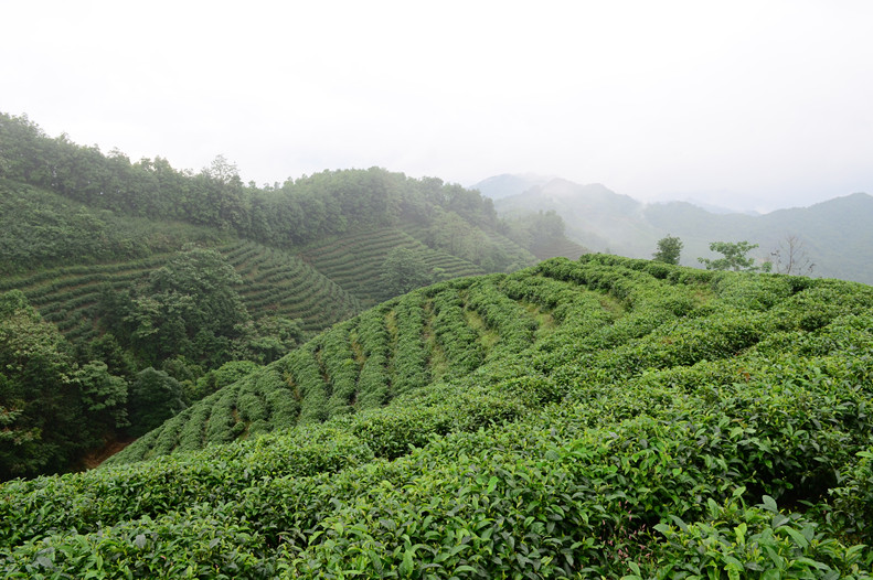 象棋山茶葉