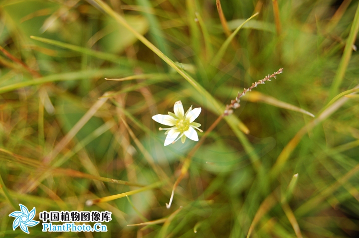 棒狀梅花草