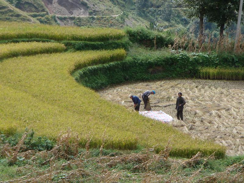 種植業