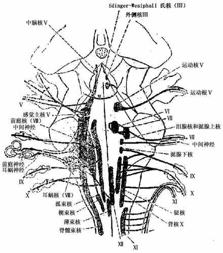 失用