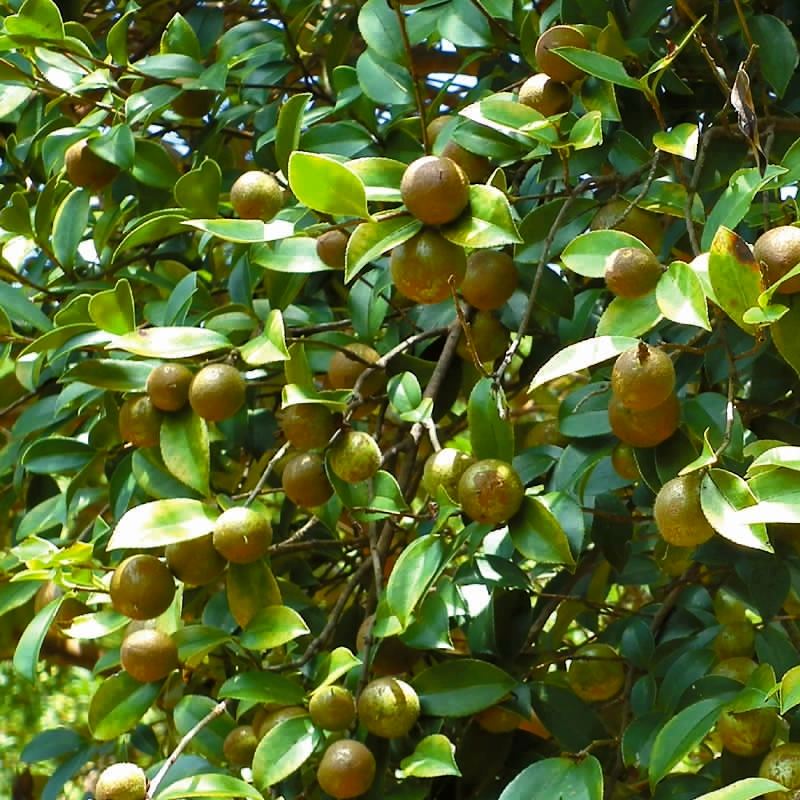 上饒油茶樹