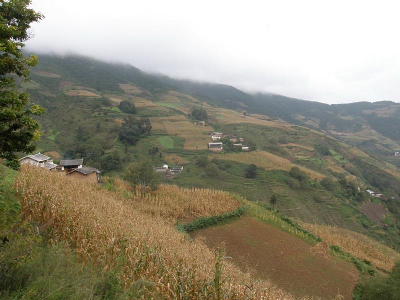 東升梅子樹自然村