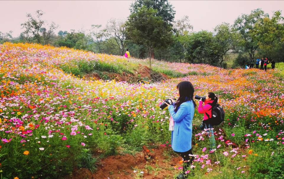 菁秀苑農場格桑花海