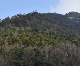 浙江南山湖國家森林公園