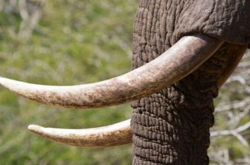 象牙(雄性大象的獠牙)
