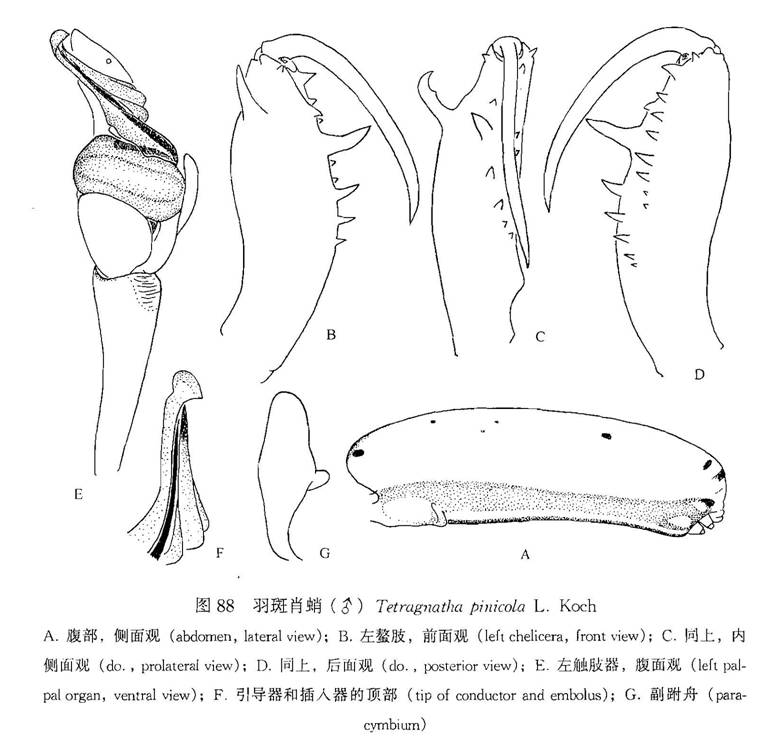 羽斑肖蛸